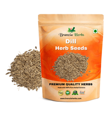 Dill Herb Seeds Branzia Herbs