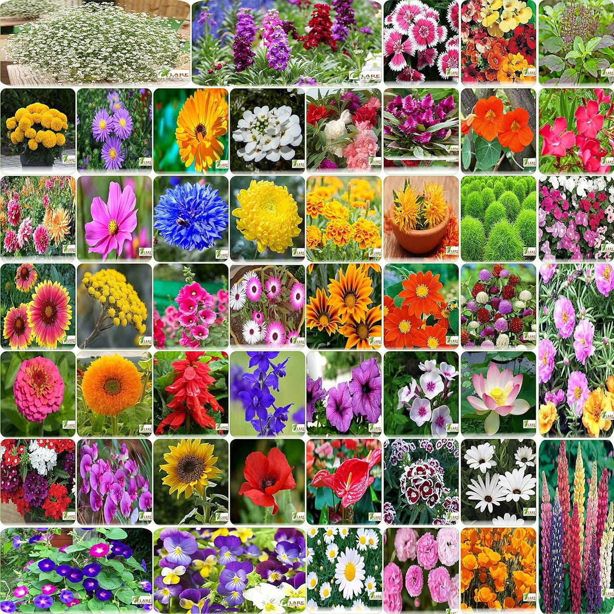 Most popular Flower Seeds Outdoor Combo of 50 Packet of Seeds Garden Flower Seeds - Branzia Herbs