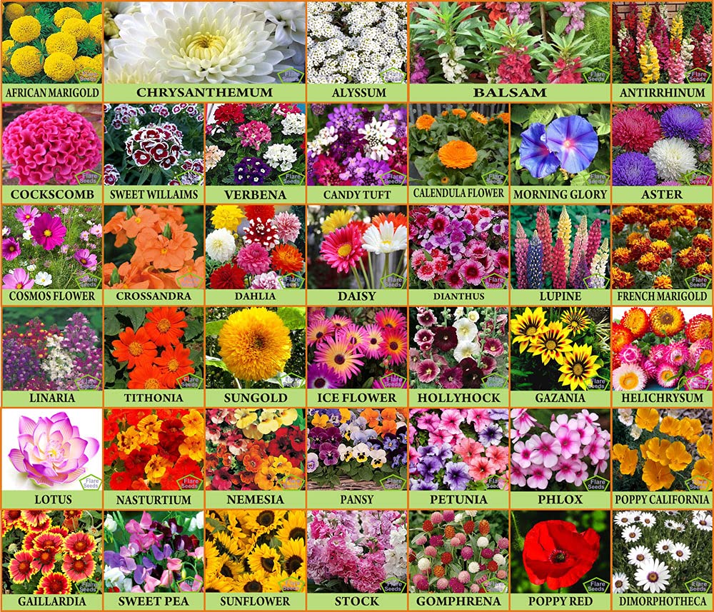Plant Seeds For Home Garden Flowers Combo of 40 Packet of Seeds Winter, Summer & Spring & All Season Garden Flower Seeds - Branzia Herbs