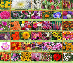 Plant Seeds For Home Garden Flowers Combo of 40 Packet of Seeds Winter, Summer & Spring & All Season Garden Flower Seeds - Branzia Herbs