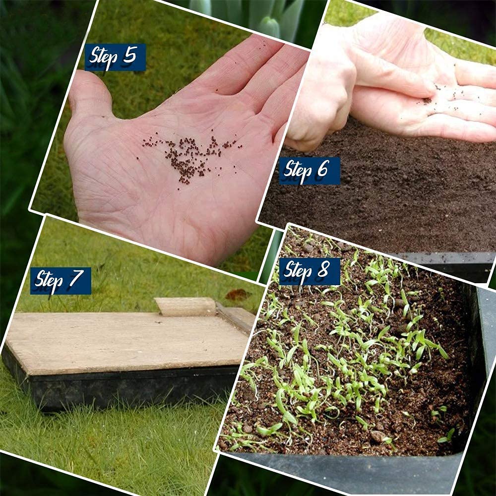 Plant Seeds For Home Garden Flowers Combo of 40 Packet of Seeds Winter, Summer & Spring & All Season Garden Flower Seeds - Branzia Herbs