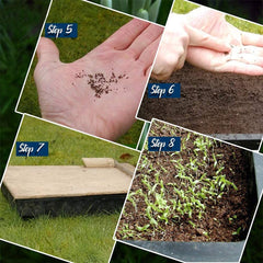 Plant Seeds For Home Garden Flowers Combo of 40 Packet of Seeds Winter, Summer & Spring & All Season Garden Flower Seeds - Branzia Herbs