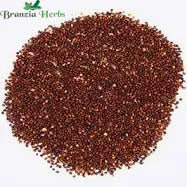 "Tulsi Shyama Plant Seeds | Krishna Tulsi | Herb Seeds " - Branzia Herbs