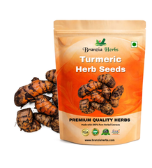 Turmeric Haldi Bulb | Herb Seeds Branzia Herbs
