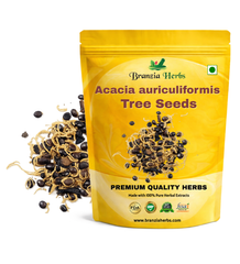 Acacia auriculiformis Tree Seed Seeds - Australian Wattle Tree Seeds - (Acacia auriculiformis Seeds) Branzia Herbs