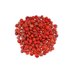 Red Lucky Seeds | Red Sandalwood Seeds | Natural Decorative & Spiritual Seeds