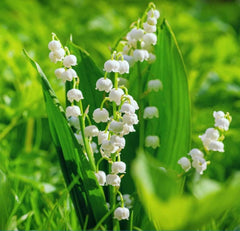 Lily of The Valley Seeds | Convallaria Majalis | Fragrant Perennial Flower Seeds for Home Gardening