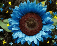 Blue Sunflower Seeds | Helianthus Annuus Strawberry Blonde | Pretty Flower Seeds | Home Garden Plant Seeds