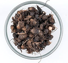 Nagarmotha Whole Roots | Cyperus Rotundus | Mustaka | Nut Grass Roots | Premium Ayurvedic Herb