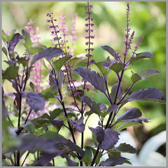 Krishna Tulsi Seeds for Planting | Holy Basil Plant Seeds | Indian Tulsi Seeds for Home Gardening