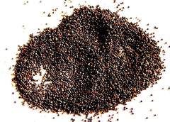 Samunder Sokh | Natural Herbal Seaweed | Raw Jadi Booti | Traditional Ayurvedic Herb
