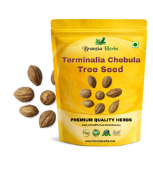 Terminalia Chebula Tree Seeds Branzia Herbs