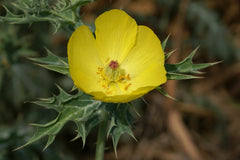 Satyanashi Seeds | Argemone Mexicana Seeds | Mexican Prickly Poppy | Prickly Poppy Garden Seeds