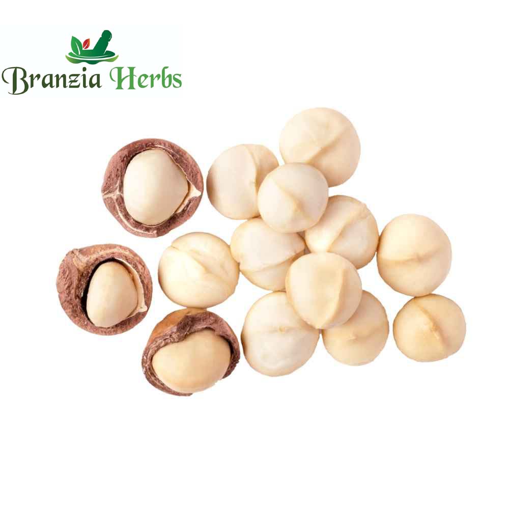 Macadamia Nuts Without Shell - Branzia Herbs