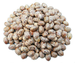 Castor Seeds - Arandi Seeds - Branzia Herbs
