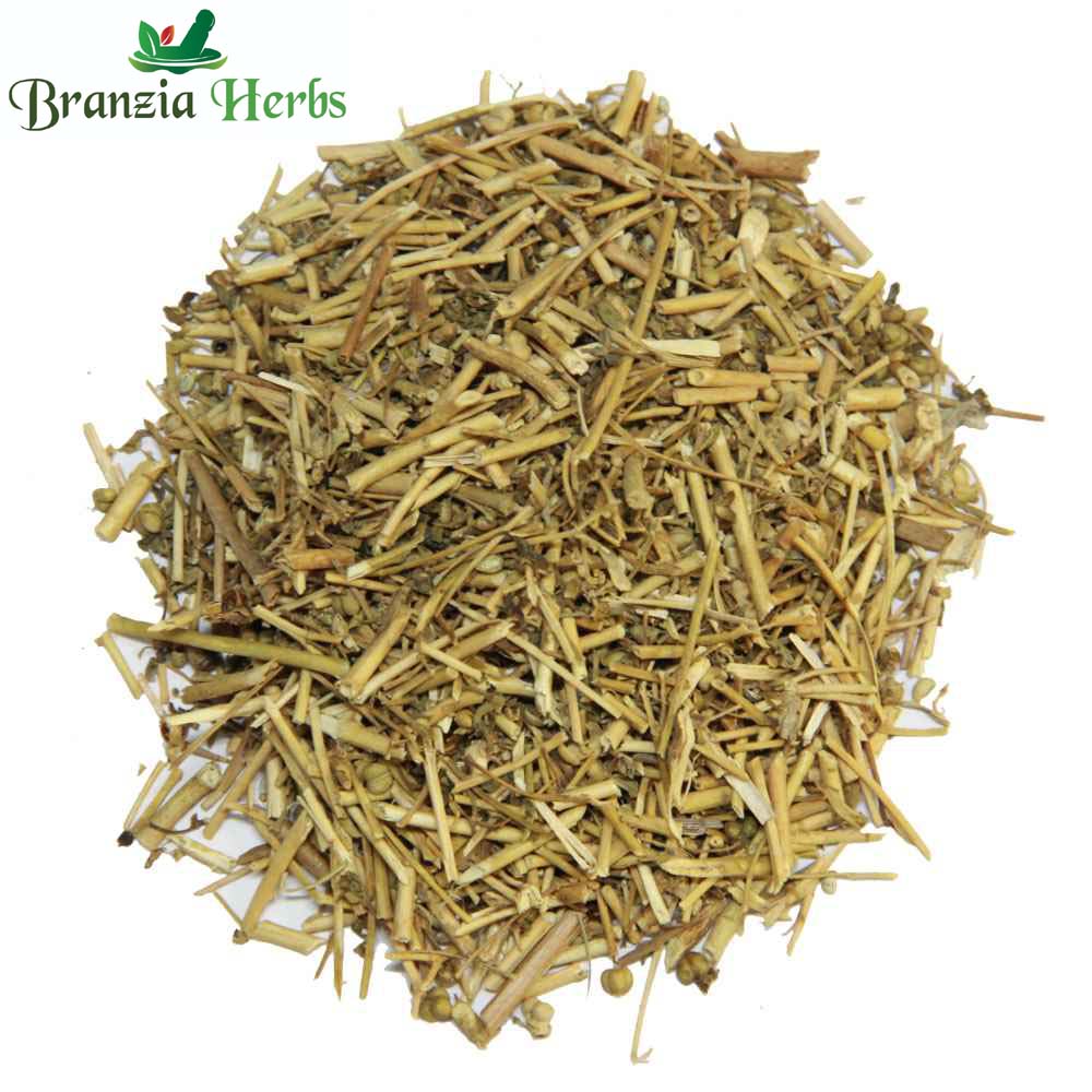 Berge Suddab | Barge Suddab | Ruta graveolens - Branzia Herbs