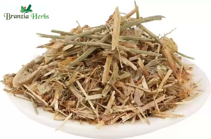 Brahm Dandi | Oont Katara | Tricholepis angustifolia - Branzia Herbs