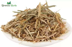 Brahm Dandi | Oont Katara | Tricholepis angustifolia - Branzia Herbs
