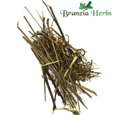 Chiraita Kedwa Nepali | Chiretta | Nalebevu | Swert - Branzia Herbs