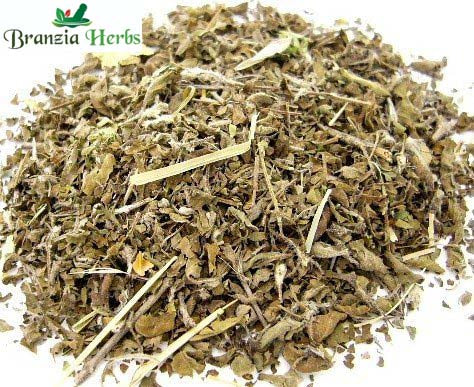 Dried Bhumi Amla Bhoomi Amla Phyllanthus - Branzia Herbs