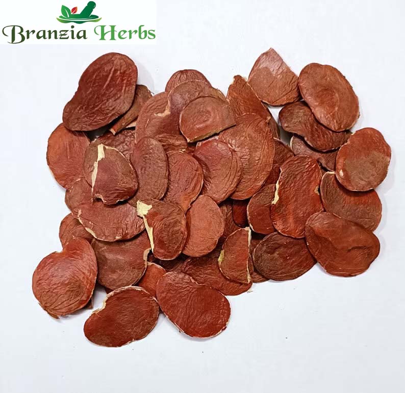 Edible Bilas Papda - Palash Beej - Tesu Seeds - Dhak Beej - Butea frondosa - Branzia Herbs