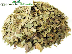 Ginkgo Biloba dry Leaves - Branzia Herbs