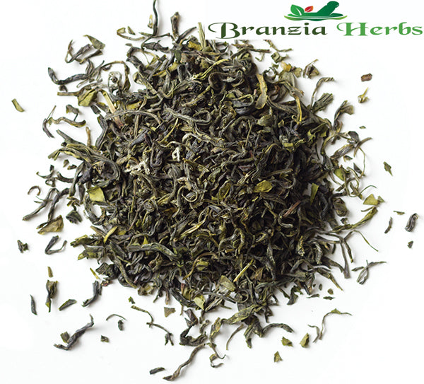 Green Tea Leaves - Camellia sinensis - Branzia Herbs