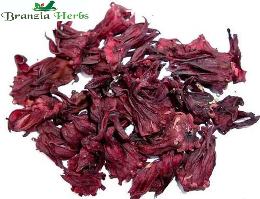 Gudhal Phool-Hibiscus Flower Raw Herbs-Gudhal Flower Dried - Branzia Herbs