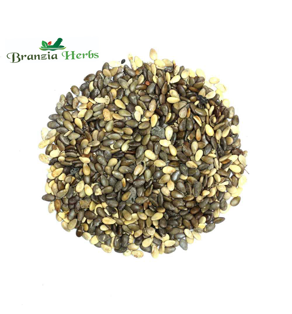 Indrayan Beej - Tumba Seeds - Citrullus colocynthis - Branzia Herbs