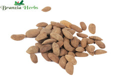 Kanchan Seeds - Beej Kanchan - Champak Seed Michelia Champaca Raw Herbs-Jadi Booti - Branzia Herbs