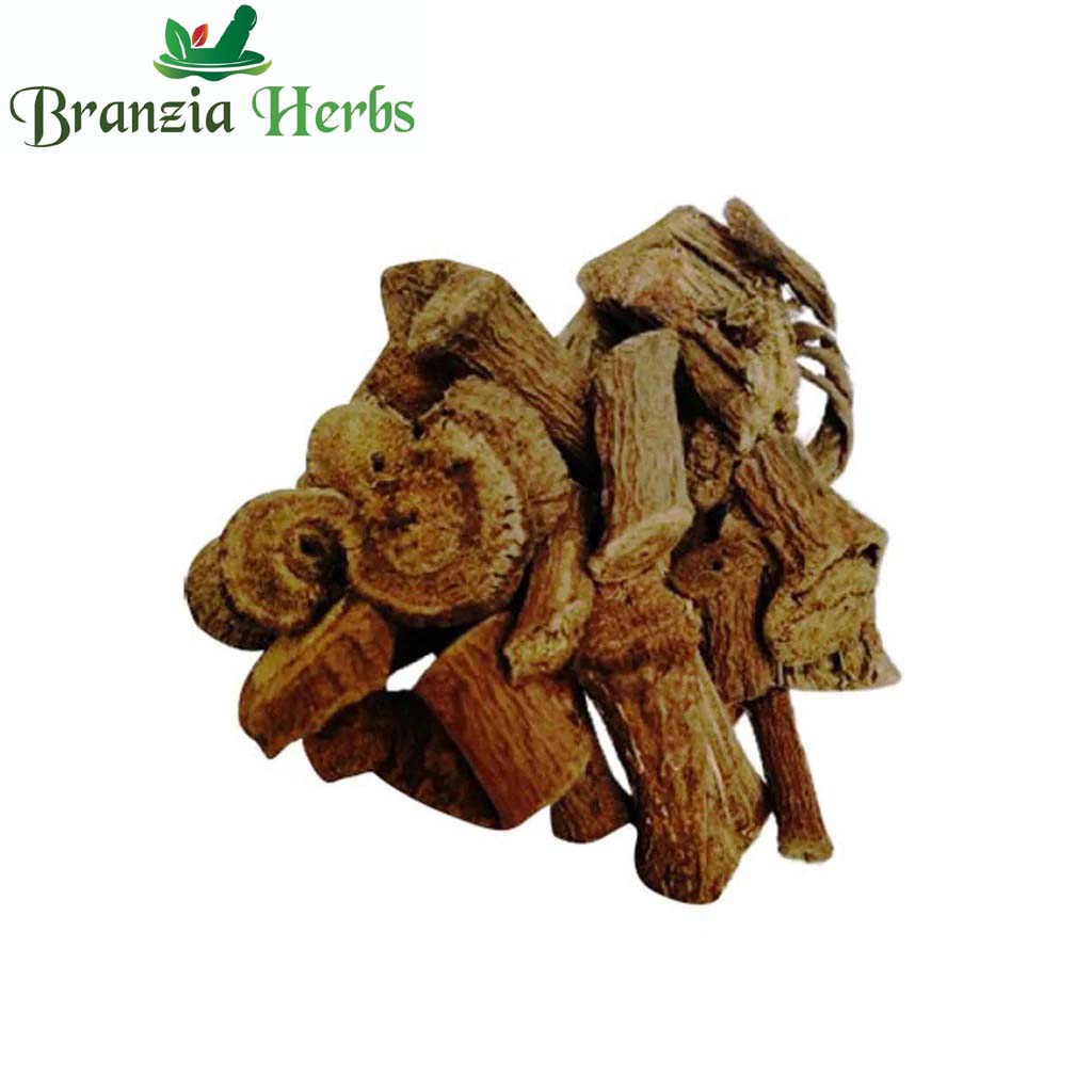 Kaunch Root-Konch Jad Dried-Kounch Roots Raw Herbs-Mucuna Root - Branzia Herbs