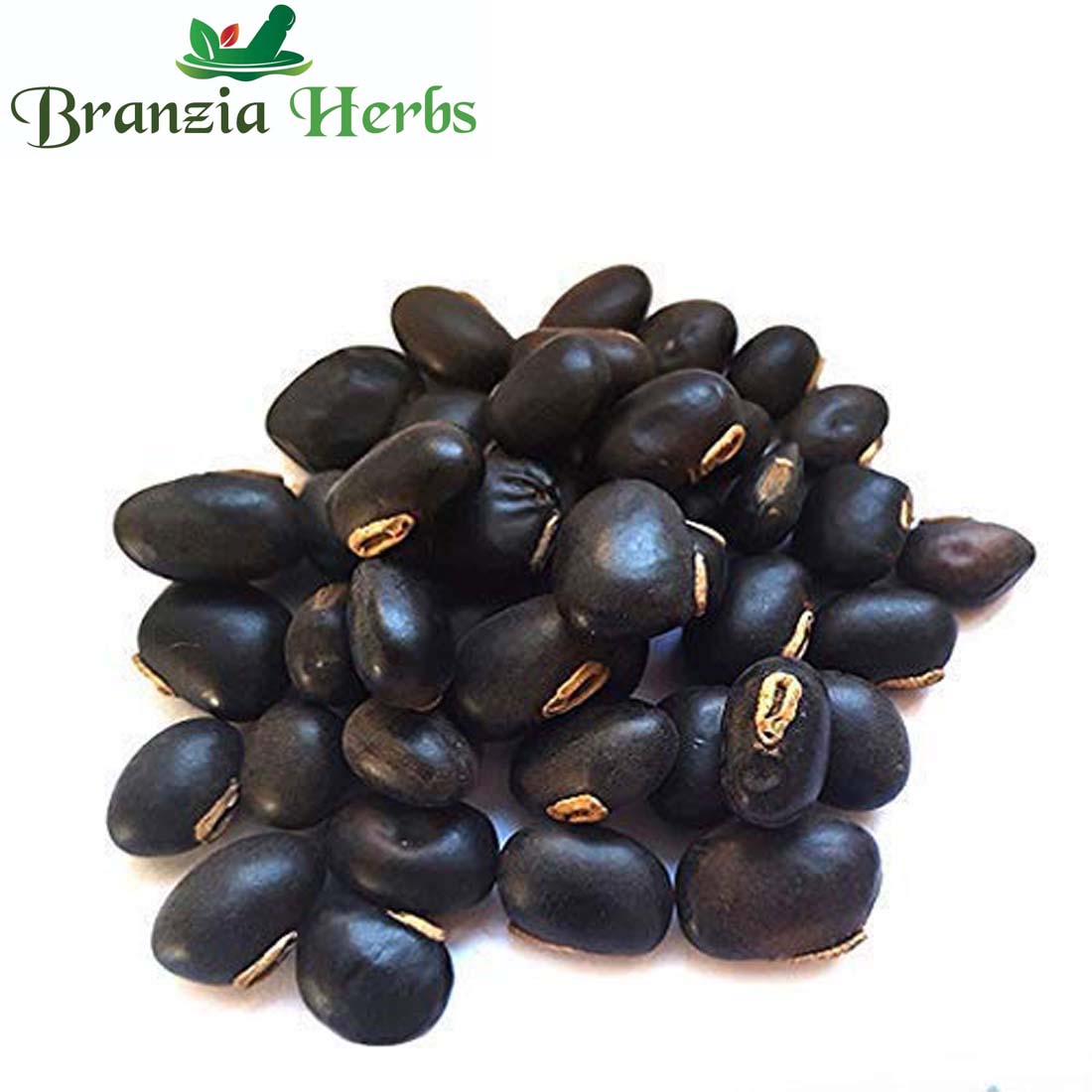 kaunch beej Mucuna Pruriens Black Kaunch Seeds - Branzia Herbs