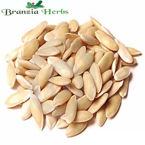 Kheera Beej - Cucumber Seeds - Beej Khira - Cucumis sativus - Branzia Herbs