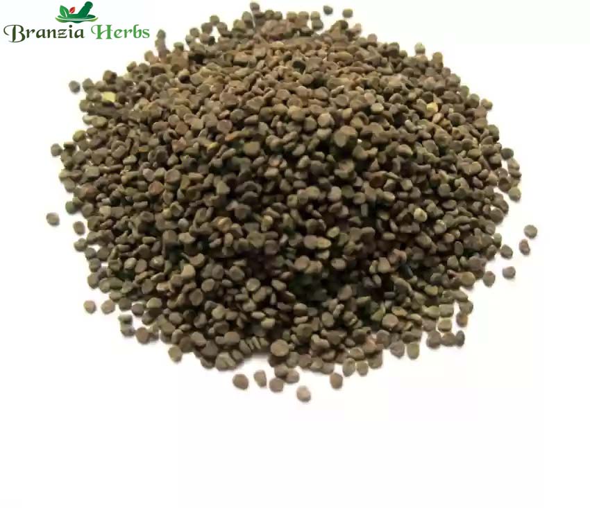 Khurasani Ajwain - Khurasani Ajwaain  Parasika Yavani Hyoscyamus niger Raw Herbs - Branzia Herbs