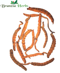 Kida Jadi-Cordyceps Sinensis-Raw Herbs-Keeda Jadi - Branzia Herbs