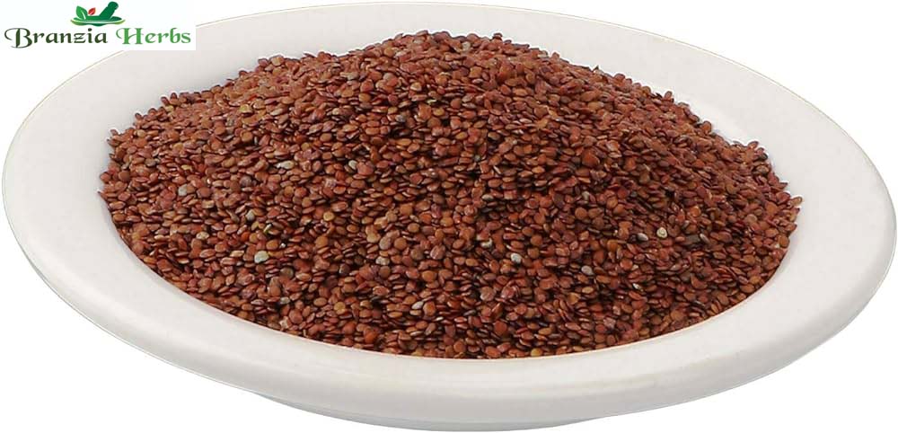 Lajwanti Seeds - Lajvanti Beej - Chui Mui - Mimosa pudica Raw Herbs - Branzia Herbs