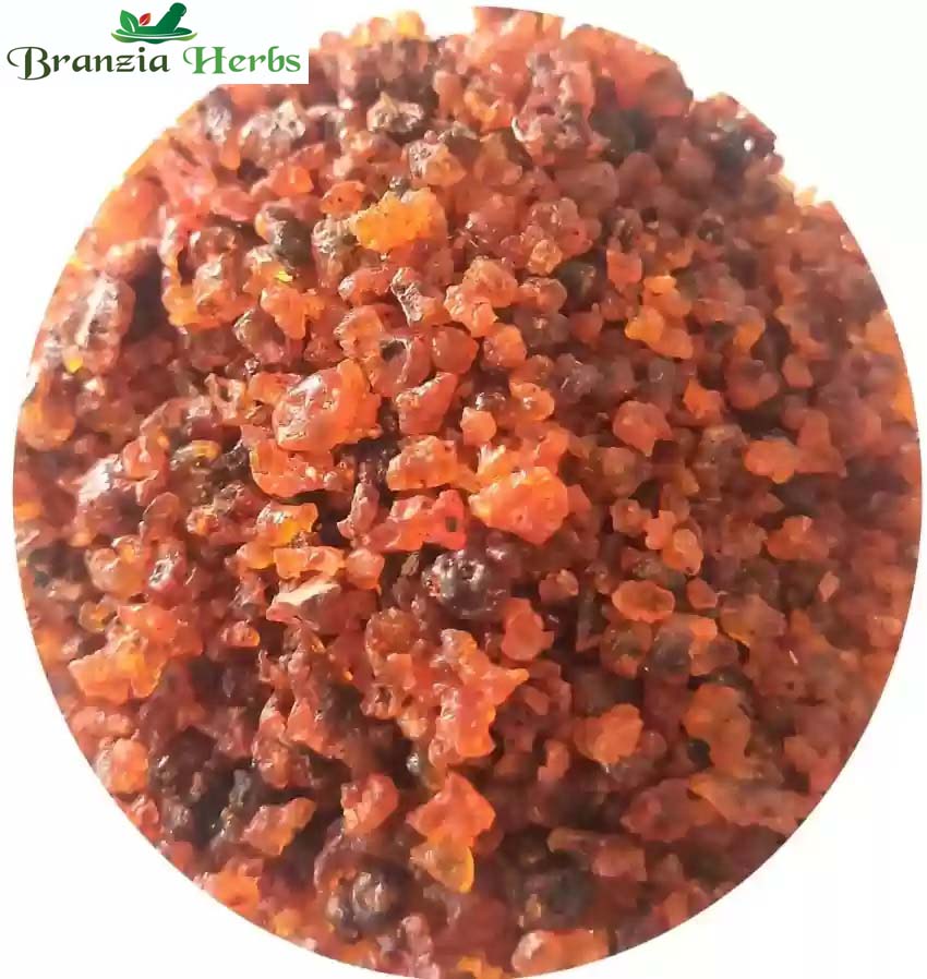 Lakh Dana-Laksha Lac-Dana Laccifer Dried-Lakh Dana-Lacca Raw Herbs - Branzia Herbs