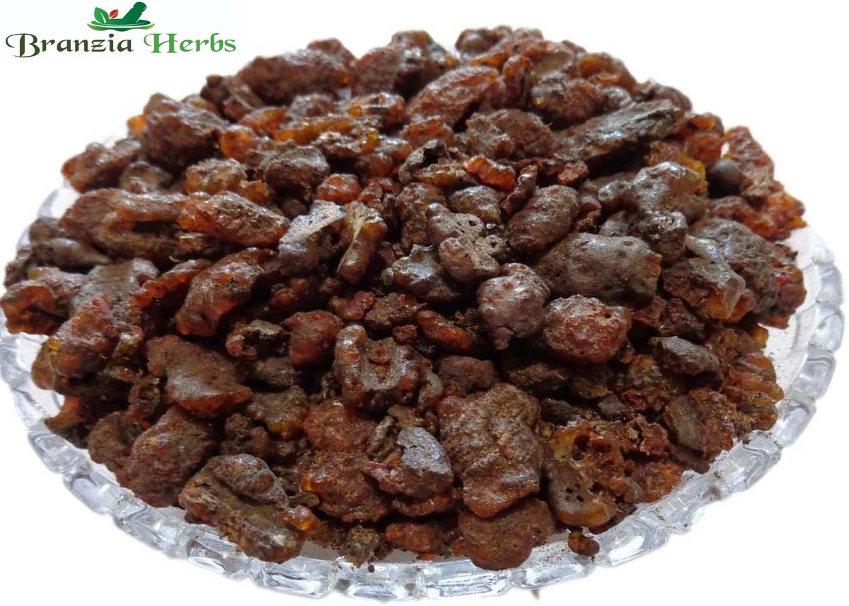 Lakh Pipal-Lakh Peepal Dried- Ficus religiosa-Raw - Branzia Herbs
