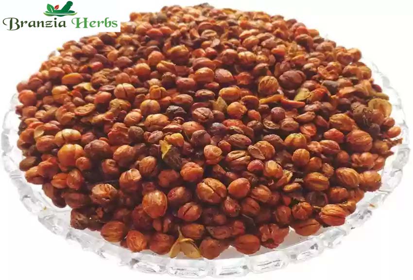 Malkangni Beej-Jyotishmati Seeds-Celastrus Paniculatus - Branzia Herbs