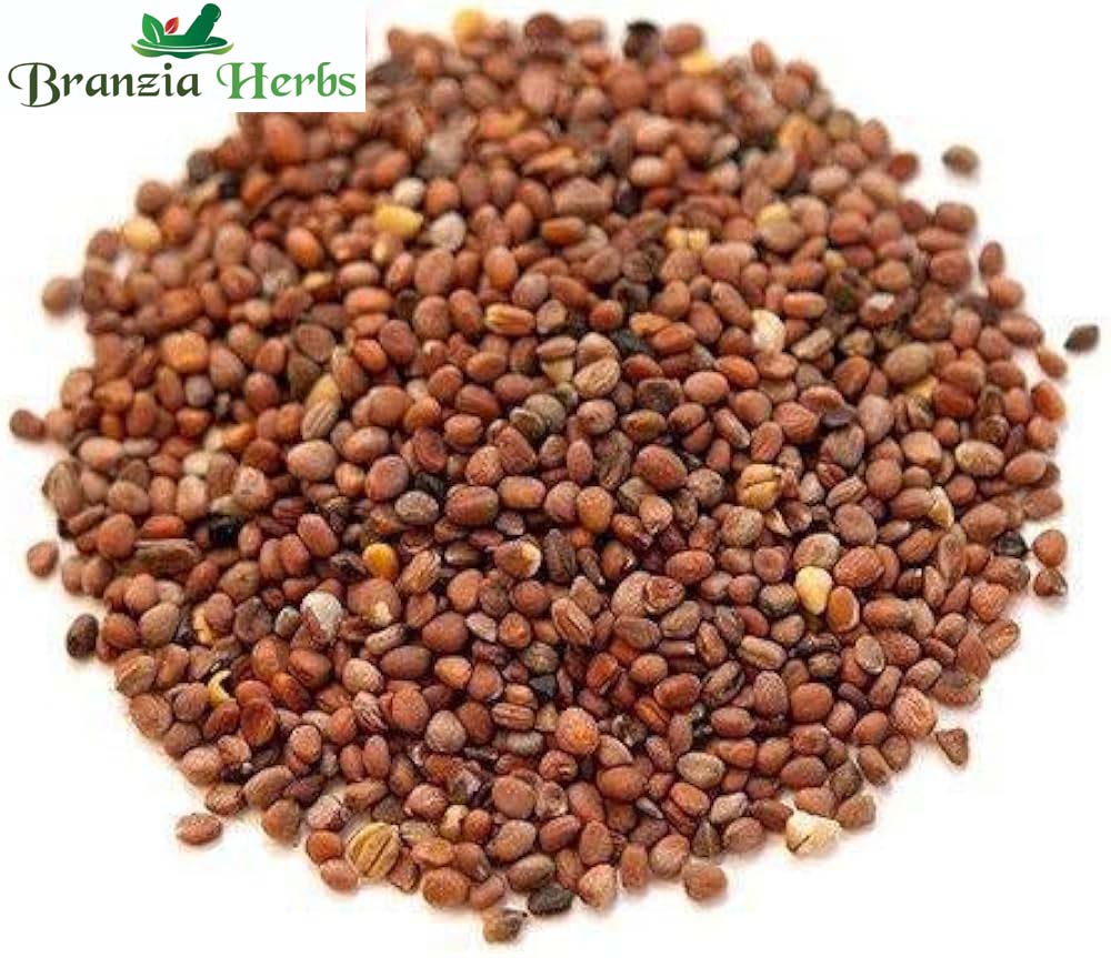 Mooli Beej - Beej Muli - Radish Seeds Edible- Raphanus sativus - - Branzia Herbs