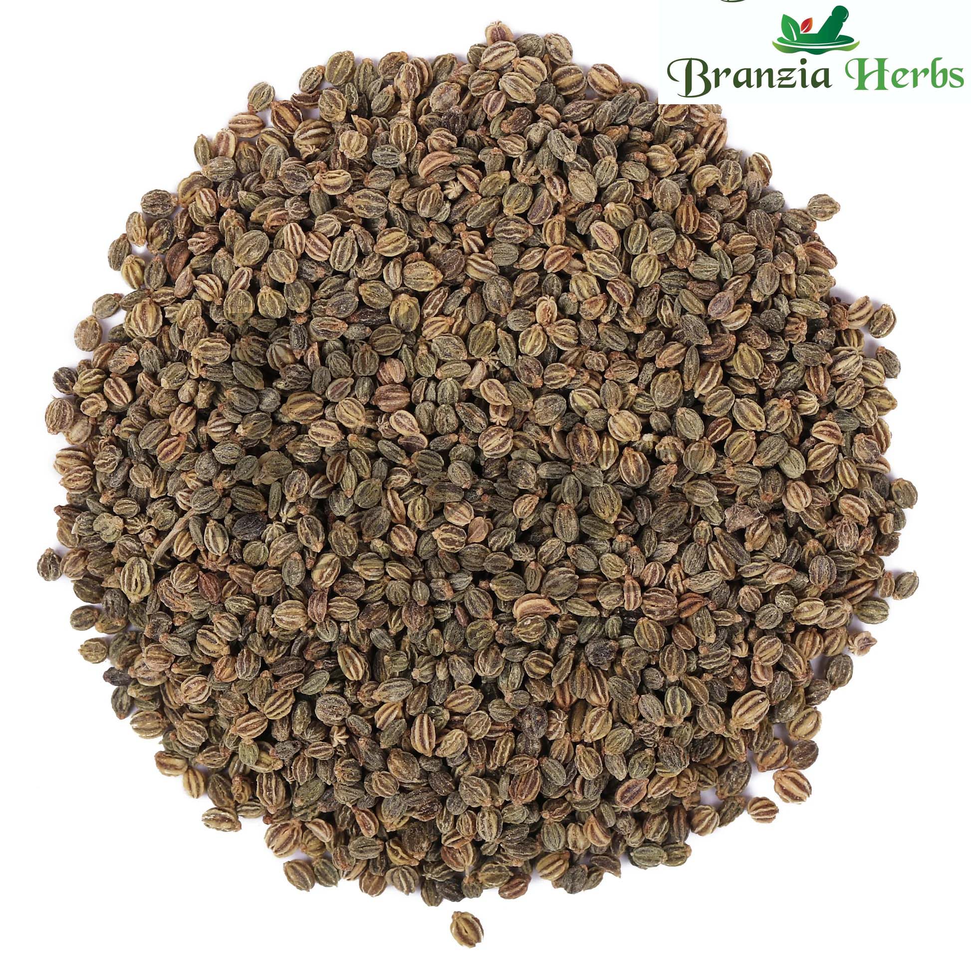 Ajmod - Apium Graveolens - Celery Seeds - Tukham Karfas - Branzia Herbs