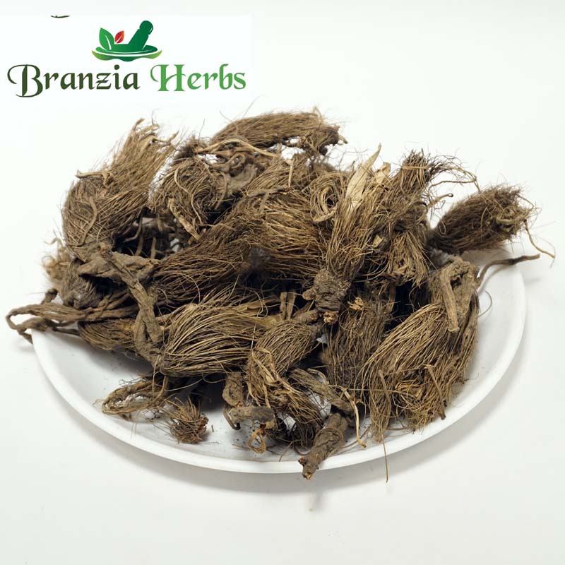 Beg Kharfas – Bhoot Kesari – Indian Milk Parsley – Selinum Vaginatum - Branzia Herbs