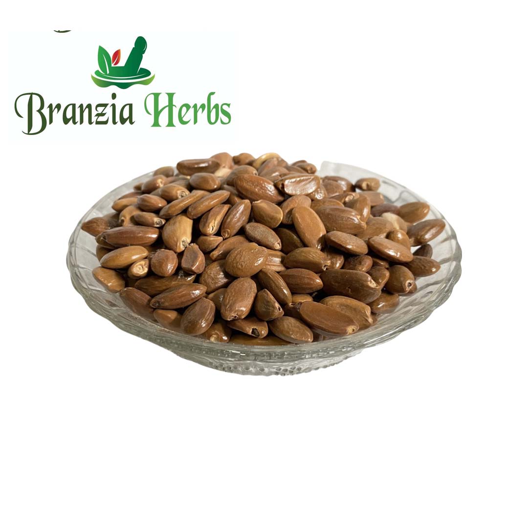 Borsali Beej – Mimusops elengi (Mahizham) Tree Seed - Branzia Herbs