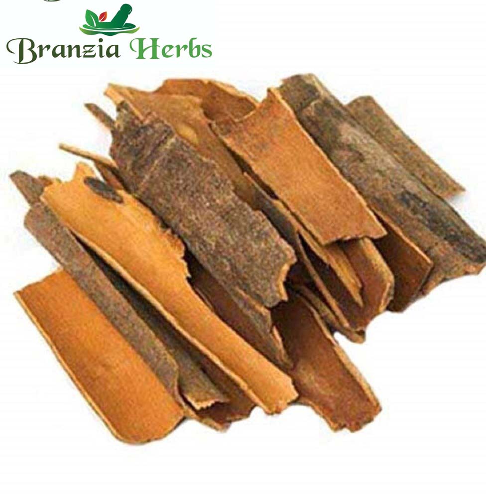 Dalchini – Cinnamon Bark – Cinnamomum zeylanicum - Branzia Herbs