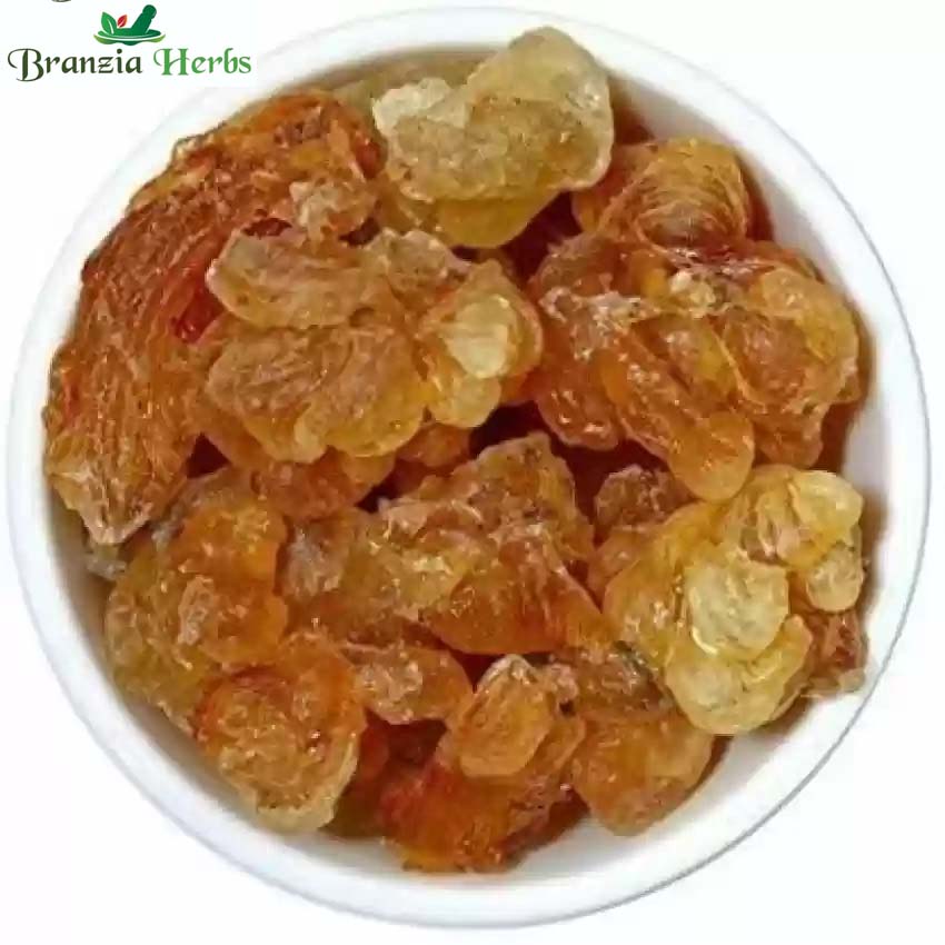 Gond Kikar – Babool Gum – Vachellia nilotica - Branzia Herbs