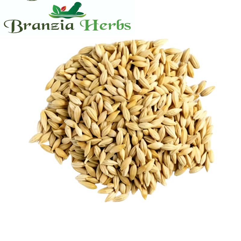 Jav – Barley – Satu – Hordeum vulgare - Branzia Herbs
