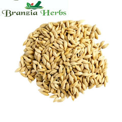 Jav – Barley – Satu – Hordeum vulgare - Branzia Herbs
