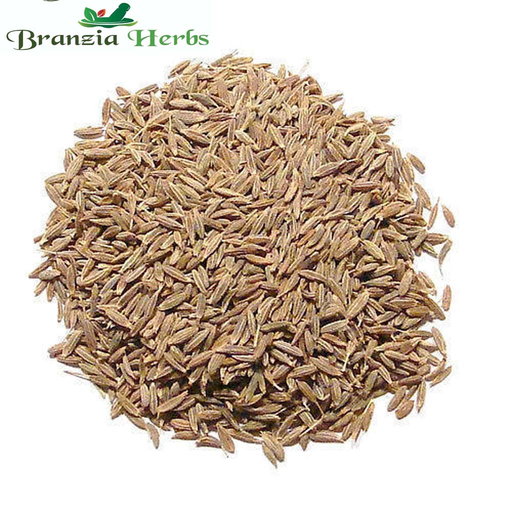 Jeera Safed – Cumin seeds – Cuminum cyminum - Branzia Herbs