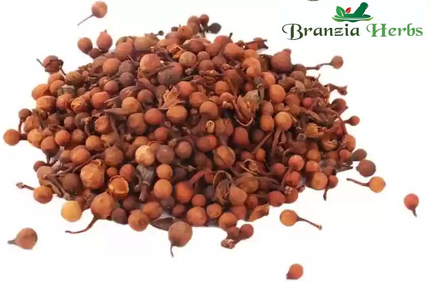 Lal Nagkesar – Nag Keshar – Ochrocarpus longifolius - Branzia Herbs