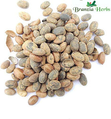 Jamalgota  – Purging Croton – Croton Tiglium - Branzia Herbs